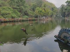 -西双版纳原始森林公园