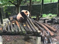 -都江堰中华大熊猫苑