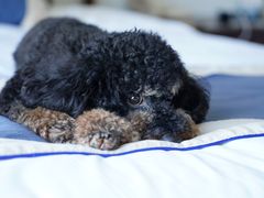 -1013 PET SHOP 宠物商店(近铁城市广场店)