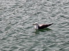 -海驴岛(荣成市)