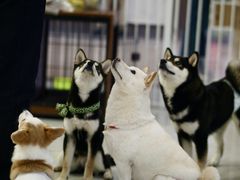 -柴犬小屋·柴餐厅·狗咖食堂(金鼎广场店)