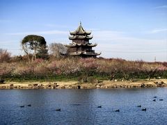 -上海海湾国家森林公园