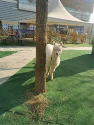 -萌宠亲子动物乐园(槐房万达店)