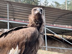 -西霞口神雕山野生动物世界