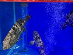 -南山鲜虾面·活鲜小馆·海味大连菜(南山总店)