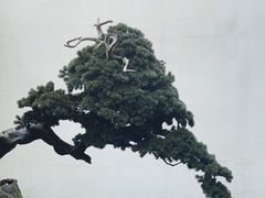 -觀芷隐轩