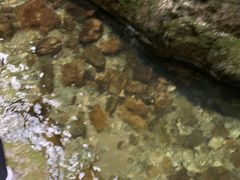 -牛背梁国家森林公园