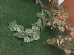 -醉美东江·三文鱼·烧鸡公
