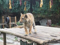 -广州长隆野生动物世界