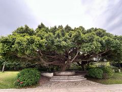 -深圳湾公园(南山区)