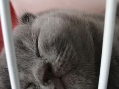 -我爱猫咪·猫咖·狗咖·安哥拉兔·羊驼咖(小寨华旗店)