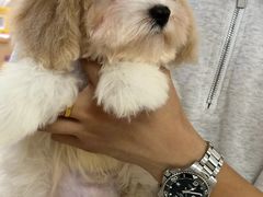 -翊宠yipet猫狗购宠庄园犬舍•猫舍