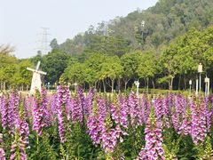 -顺峰山公园