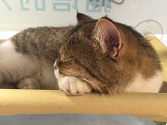 -小时光咖啡馆(开森度假森林店)