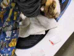 -联萌宠物医院(猫病专科)