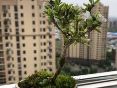 -双季花艺园艺市场(浦东店)