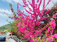 -正宗火盆自助烧烤·烤全羊·柴火鸡(龙泉山店)