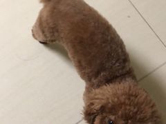 -宠福鑫康馨动物医院·骨科·眼科