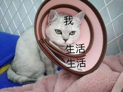 -心语宠物医院·急重症转诊中心·瑞辰华诺(南青路店)
