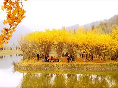 -千年银杏谷文化旅游区