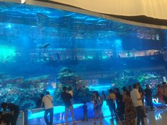 -迪拜水族馆及水下动物园