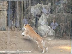 -清迈夜间动物园