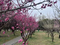 -蜀冈西峰生态公园