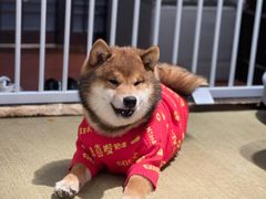 -逗柴咖啡屋·狗咖猫咖宠物桌游