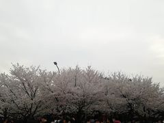 -武汉大学-樱园