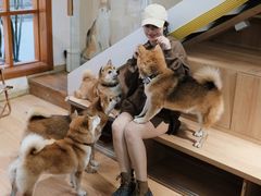 -是阿柴呀！柴犬咖啡·爱喵喵猫咖