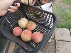 -南汇新场正宗水蜜桃采摘