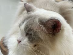 -共舞时光猫咖·狗咖(新街口店)