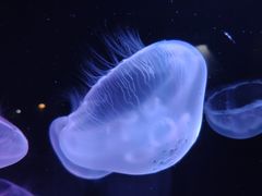 -西海国立公园九十九岛水族馆