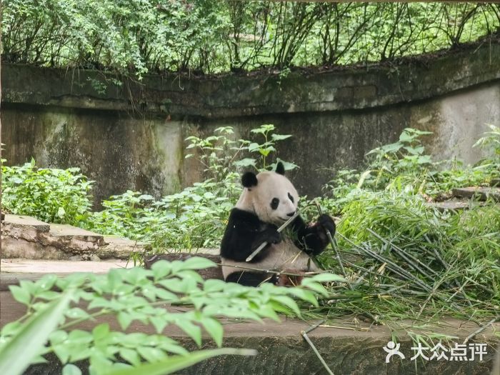 中国大熊猫保护研究中心雅安碧峰峡基地图片