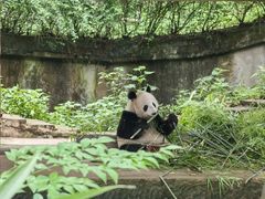 -中国大熊猫保护研究中心雅安碧峰峡基地