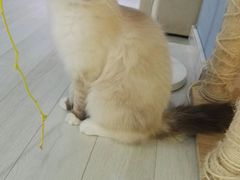 -喵的天空名猫咖啡馆·撸猫·猫舍·用品