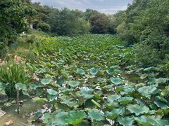 -上海海湾国家森林公园