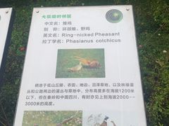 -都江堰中华大熊猫苑