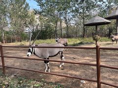 -大连森林动物园