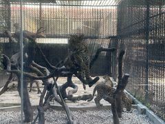 -深圳野生动物园