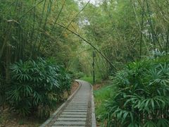 -大屏嶂森林公园