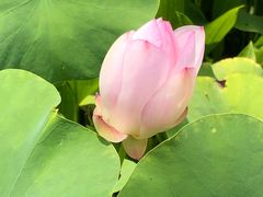 -白塘生态植物园