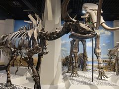 -国家自然博物馆