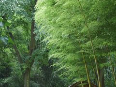 -望江楼公园