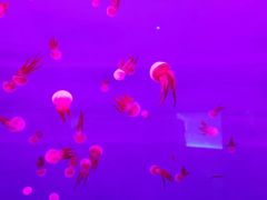 -多彩贵州城极地海洋世界