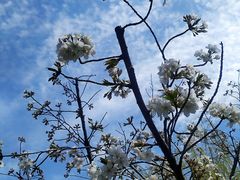 -大宁郁金香公园-停车场