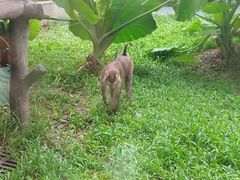 -深圳野生动物园