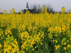 -中国天府农业博览园