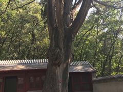 -北京上方山国家森林公园