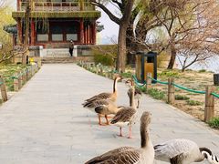 -颐和园-景明楼